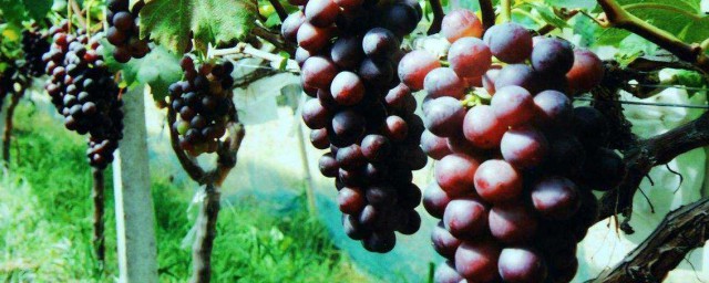 什麼樹可以嫁接葡萄 想自己種葡萄