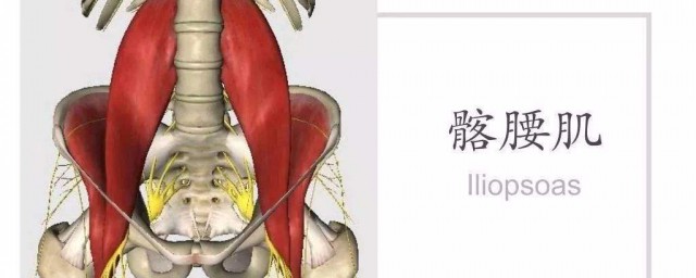 髂腰肌訓練方法 髂腰肌的鍛煉方法