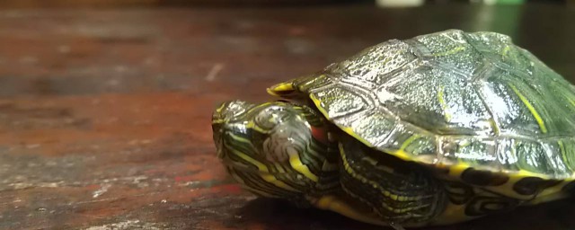 烏龜白眼能自愈嗎 要用什麼藥嗎