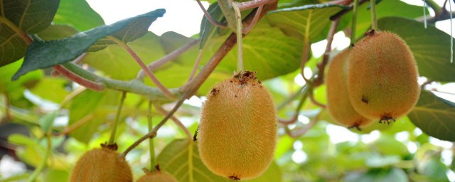 獼猴桃公母葉子的區別 獼猴桃樹如何看葉子分公母