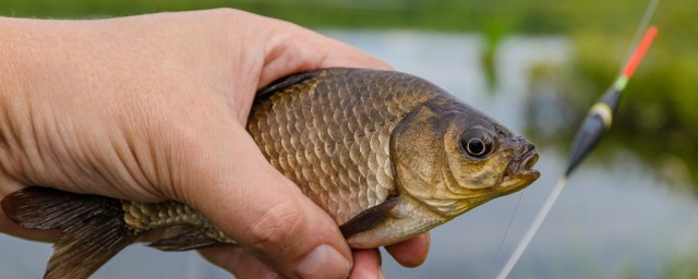 野河鯉魚怎麼釣 釣鯉魚的技巧有哪些