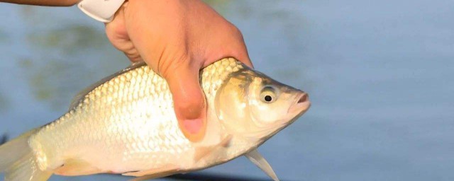 鯽魚怎麼釣離底 釣魚達人的技巧來瞭