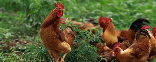 濕雞糞發酵土方法 雞糞中含有大批未消化剖析的卵白及養分物資
