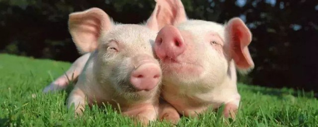 復養豬的成功率 養豬有補貼嗎