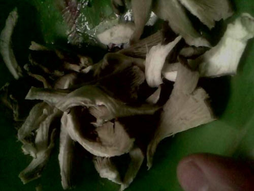 蘑菇炒白菜片