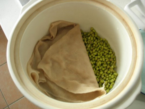 綠豆芽生發過程