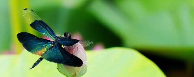 黑麗翅蜻介紹 分佈在什麼地方