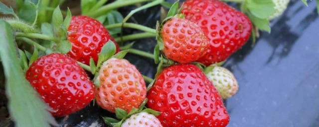 最好的三種草莓品種 有哪些品種