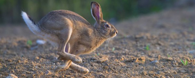 野兔是不是保護動物 關於野兔的簡介