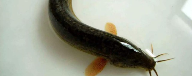 泥鰍頭為什麼不能吃 死泥鰍吃瞭有什麼危害