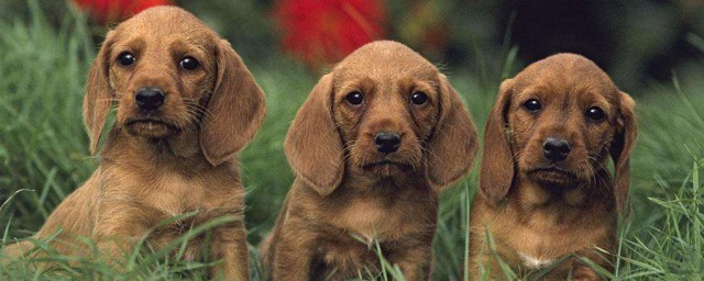 佈列塔尼犬的壽命 是法國最古老的犬種之一