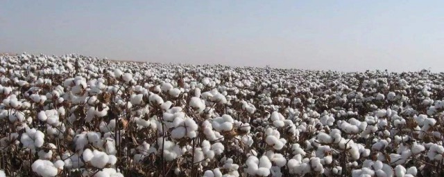 八師棉花主種品種 是哪種