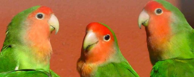 鸚鵡為什麼能說話 告訴你簡單的原因