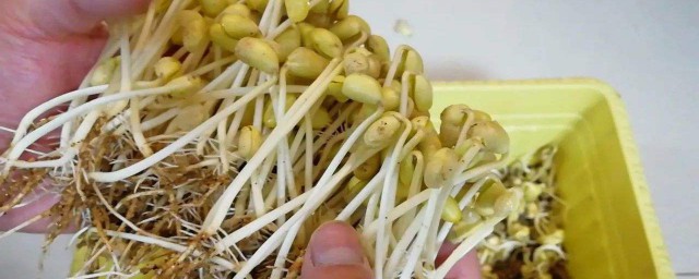 泡黃豆芽的方法 具體步驟