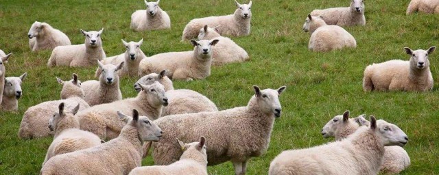 養羊方法 需要註意這幾點
