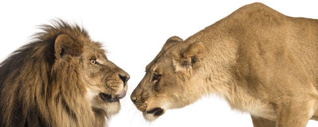雄獅為什麼怕母獅 雄獅為什麼不敢招惹母獅