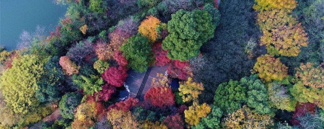 巴南彩色森林要門票嗎 你知道需要多少嗎