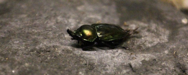 跳甲蟲的克星是什麼 跳甲蟲的防治方法