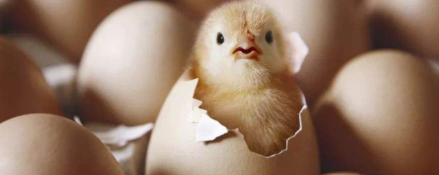 雞蛋怎樣孵化小雞 跟著以下步驟做就對瞭