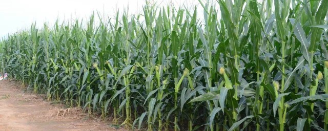 吉林最好的玉米品種 產量高儲量大