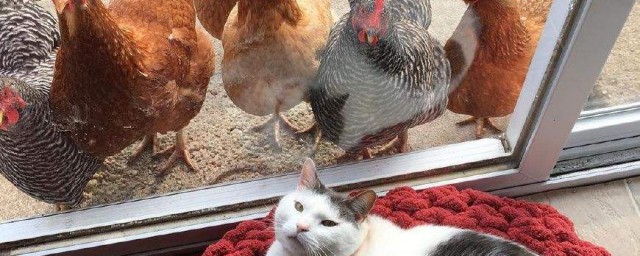 貓為什麼怕公雞 公開貓怕公雞的秘密