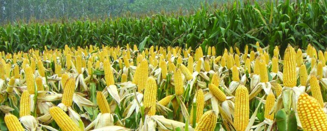 玉米種類 玉米的介紹