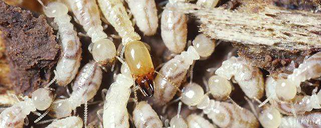 消滅白蟻的土辦法 教你怎麼滅白蟻