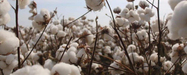 最好的棉花品種 原來品種是這樣