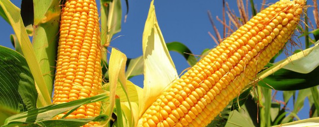 玉米做有機肥的方法 怎麼用玉米做有機肥