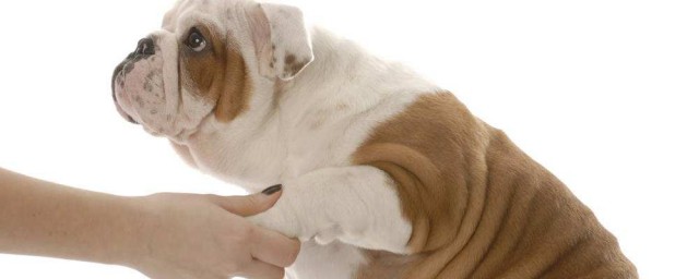 怎麼訓練小狗握手 訓練小狗握手的方法詳解