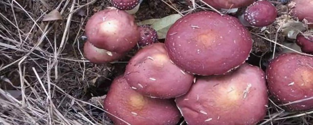 赤松茸種植技術 赤松茸是一種與樹根共生的野生食用菌