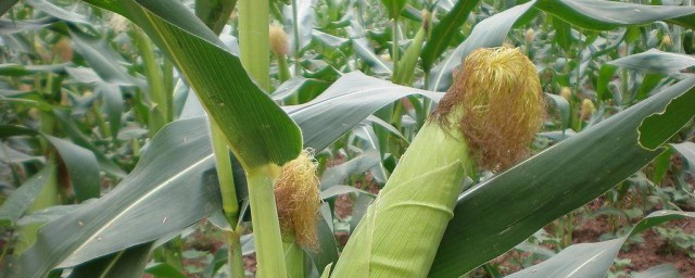 玉米怎麼種植 簡單操作