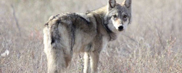 狼有多少個亞種 狼是保護動物嗎