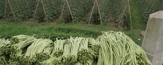 豇豆的種植與管理 豇豆的種植和田間管理技術教程