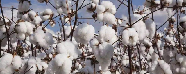 棉花的種植技術 高產技術有哪些