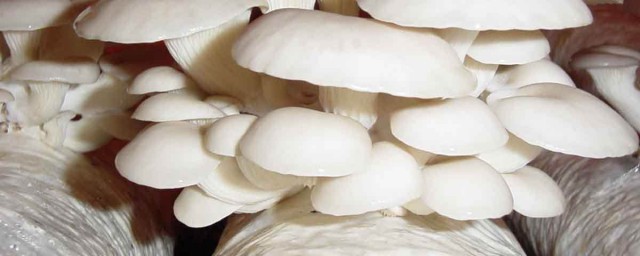 玉米芯自制蘑菇菌包 一看就懂的方法
