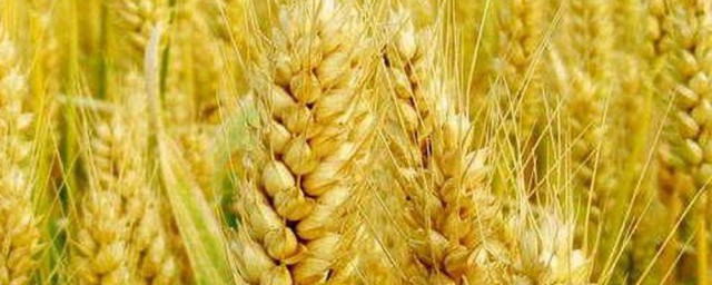 優質小麥品種 哪些小麥品種比較優質