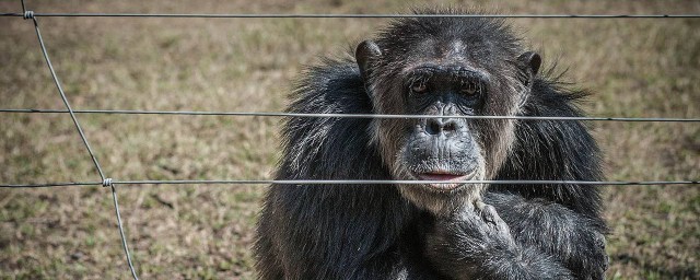 猩猩怎麼分別性別 你知道嗎