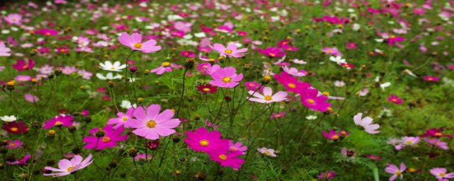 格桑花怎麼播種 疑難解答