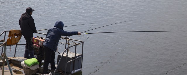 11月如何釣青魚 初冬如何釣青魚