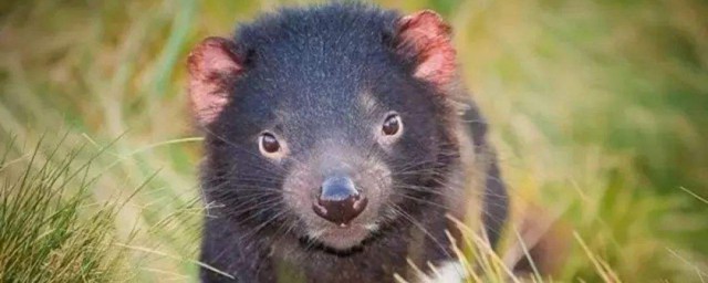 澳大利亞袋獾壽命 袋獾的壽命有多長