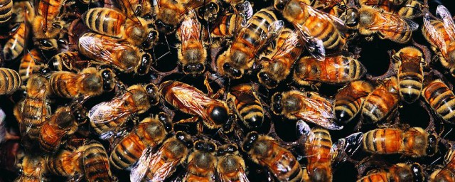 蜜蜂過冬絕招 蜜蜂群是怎麼過冬的