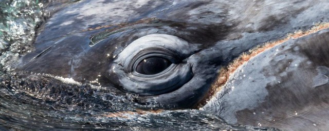 鯨落的過程需要多少年 鯨魚死去後能供養多長時間