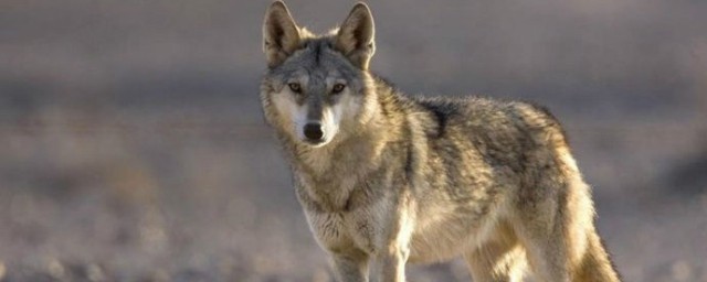 西藏狼分佈區域 中國狼分佈區域是哪裡
