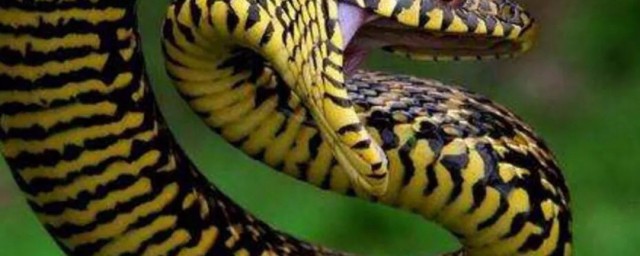 眼鏡王蛇為什麼怕菜花蛇 一物降一物