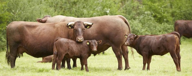 母牛是怎麼獨自分娩的 母牛是怎麼分娩的