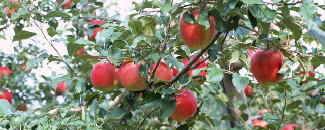 蘋果樹怎麼摘心 如何摘蘋果樹心