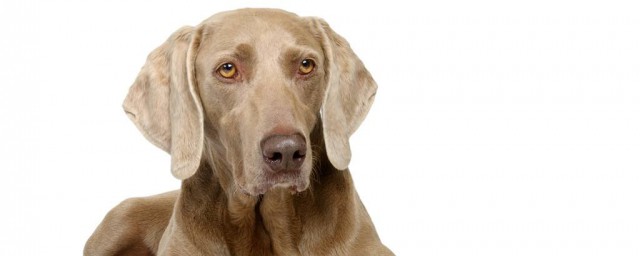 魏瑪犬的壽命 魏瑪犬的外形和特點
