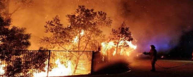 悉尼大火會影響到悉尼市民嗎 已造成350隻考拉死亡