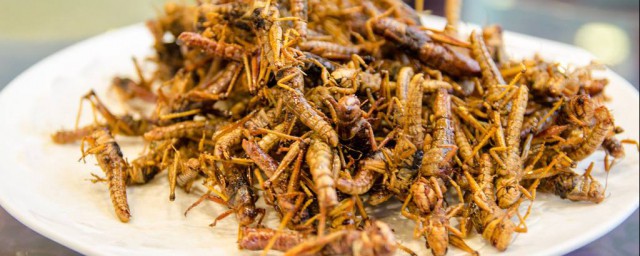 蝗蟲可以吃嗎 有營養嗎